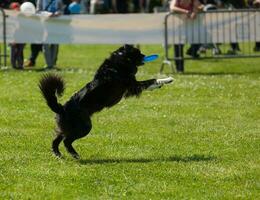 Border Collie dog with frisbee photo