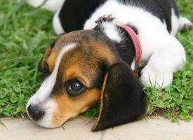 Cute Beagle puppy photo