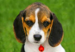 Cute Beagle puppy photo