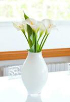 Zantedeschia aethiopica in a light room. photo