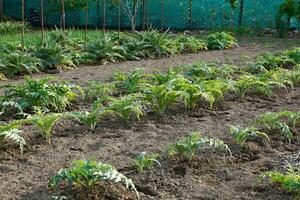 Cultivation of artichokes photo