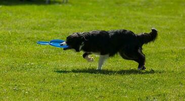 Border Collie dog with frisbee photo