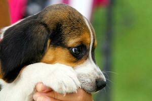 Cute Beagle puppy photo