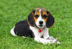 Cute Beagle puppy photo