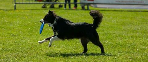 perro border collie con frisbee foto
