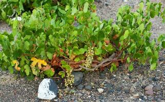 Santorini vineyard - Grecee photo