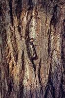 Ancient wrought iron key on tree bark. photo