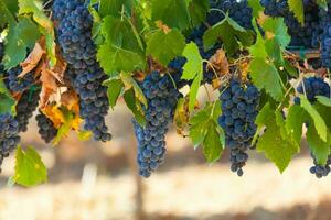 toscano viñedo con rojo uvas. foto