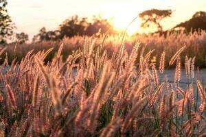 Grass flower on the sunset photo