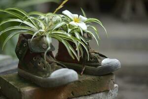 garden flowers in shoes photo