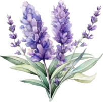Lavender Flowers Watercolor Illustration. png