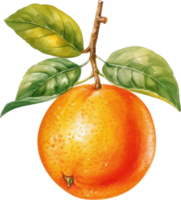 Orange Fruit Watercolor Illustration. png