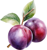 Plum fruit watercolor illustration. png