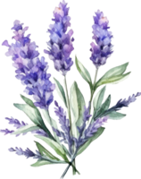 lavanda fiori acquerello illustrazione. ai generato png