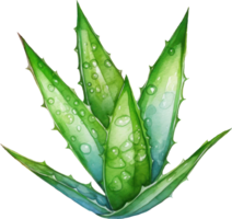 aloe Vera pianta acquerello illustrazione. ai generato png