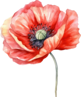 rouge coquelicot fleur aquarelle. ai généré png