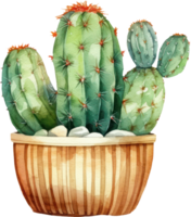 Cactus Watercolor Illustration png