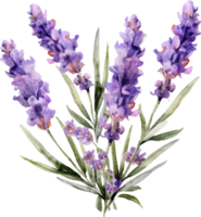 Lavendel Blumen Aquarell Illustration. ai generiert png
