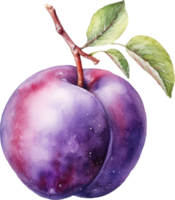 Plum fruit watercolor illustration. png