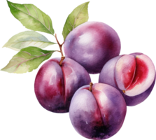 Plum fruit watercolor illustration. png