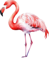 Flamingo bird watercolor illustration. png