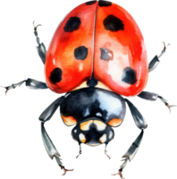 Ladybug Watercolor Illustration. png