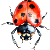 coccinelle aquarelle illustration. ai généré png