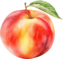 Peach Fruit Watercolor Illustration. png