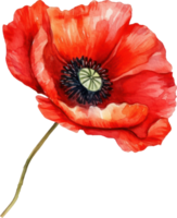 rouge coquelicot fleur aquarelle. ai généré png