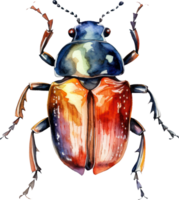 Beetle Watercolor Illustration. png