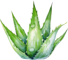 Aloe vera Pflanze Aquarell Illustration. ai generiert png