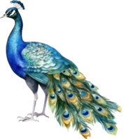 Pfau Vogel Aquarell Illustration. ai generiert png