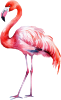 Flamingo bird watercolor illustration. png