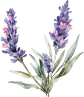lavendel- blommor vattenfärg illustration. ai genererad png