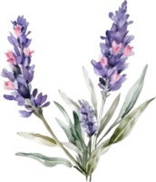 Lavender Flowers Watercolor Illustration. png