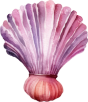 Seashell Watercolor Illustration. png