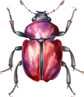 Beetle Watercolor Illustration. png