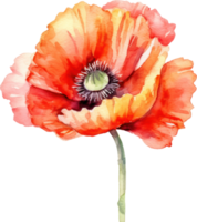 rouge coquelicot fleur aquarelle. ai généré png