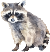 Raccoon Watercolor Illustration. png