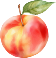 Peach Fruit Watercolor Illustration. png