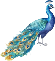 pavo real pájaro acuarela ilustración. ai generado png