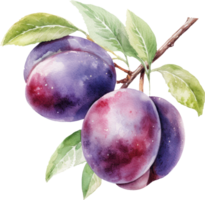 Plum fruit watercolor illustration. png