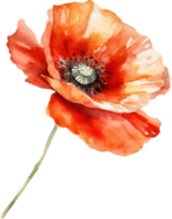 Red Poppy Flower Watercolor. png