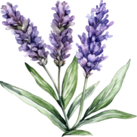 lavendel bloemen waterverf illustratie. ai gegenereerd png