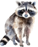 Raccoon Watercolor Illustration. png