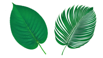 Green leaf isolated on png background