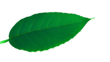 Green leaf isolated on png background