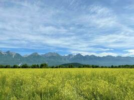 View on field of blooming wild flowers in Tunka Valley against background of Eastern Sayan Mountainous. Summer travel in Buryatia, Russia. photo