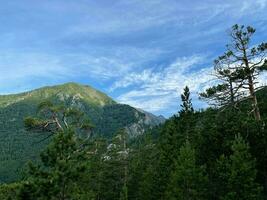 A cedars growing in the valley of the Sayan Mountains. Buryatia. Russia. photo