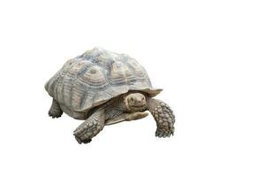 Turtle isolated on white background. Clipping path photo